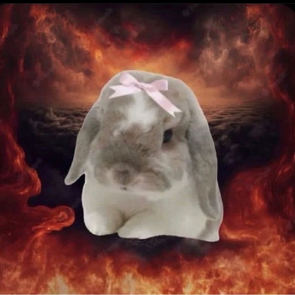 Meet your Posher, Bella